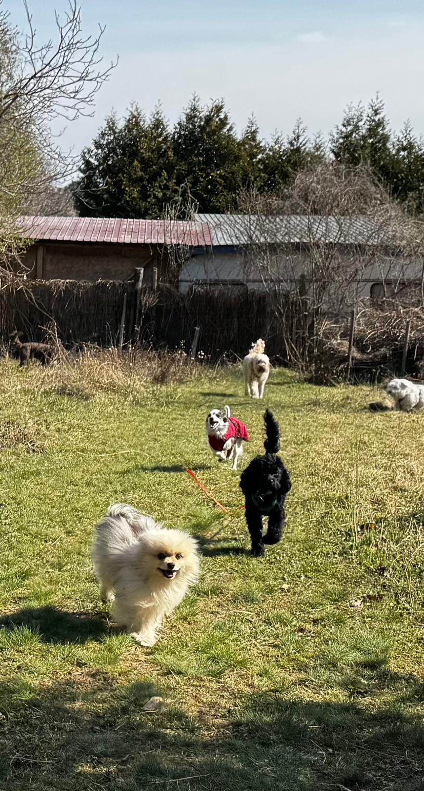Hunde im Auslauf