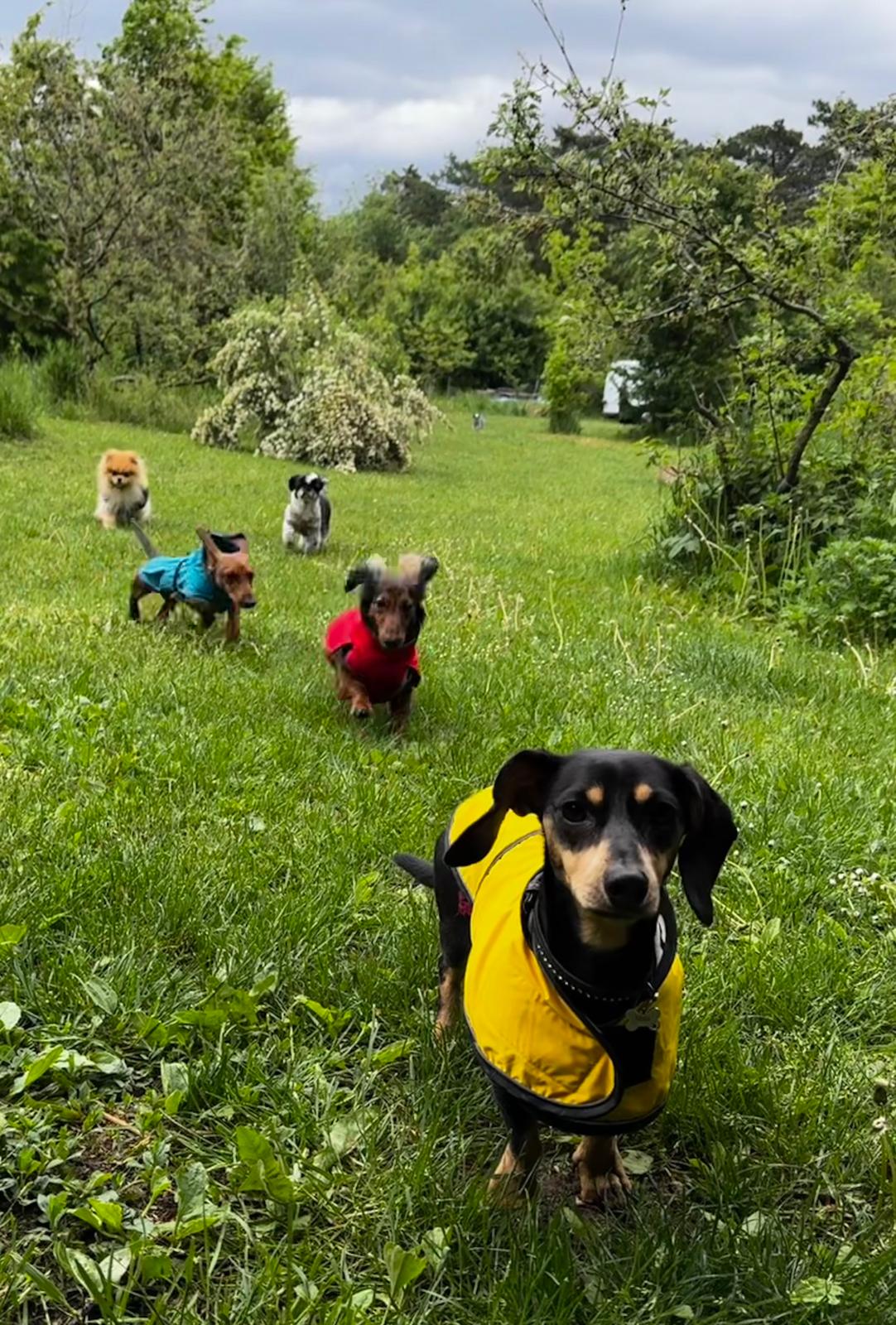 Alltag im Hundekörberl