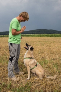 Training mit Hund